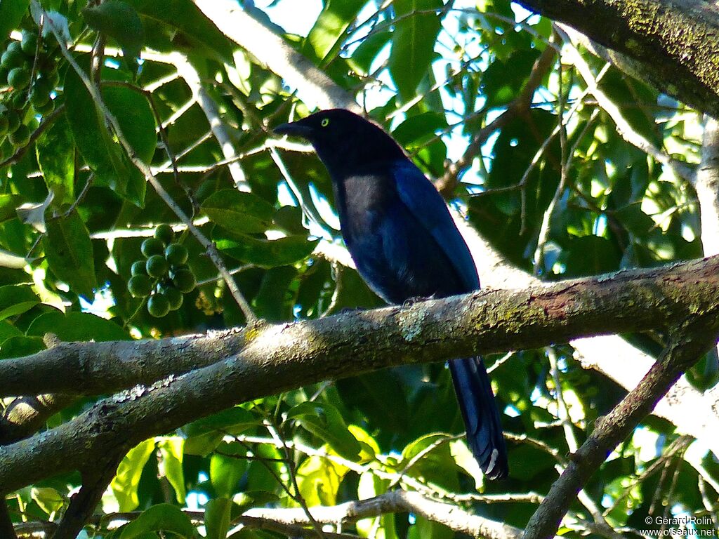 Bushy-crested Jay