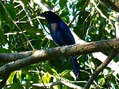 Bushy-crested Jay