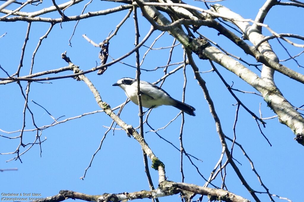 Bocage's Bushshrike