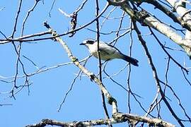 Bocage's Bushshrike