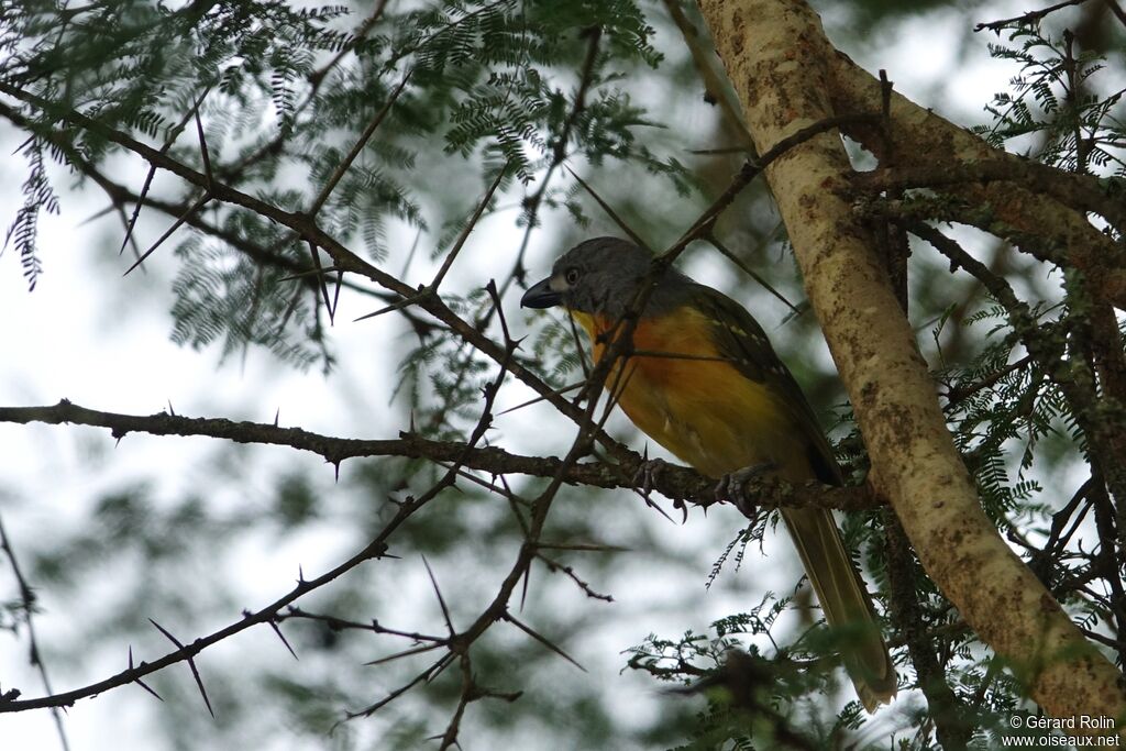 Grey-headed Bushshrike