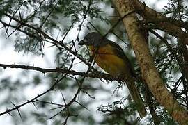 Grey-headed Bushshrike