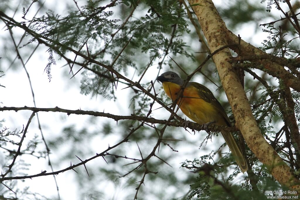 Grey-headed Bushshrike