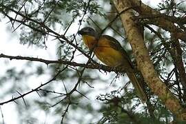 Grey-headed Bushshrike