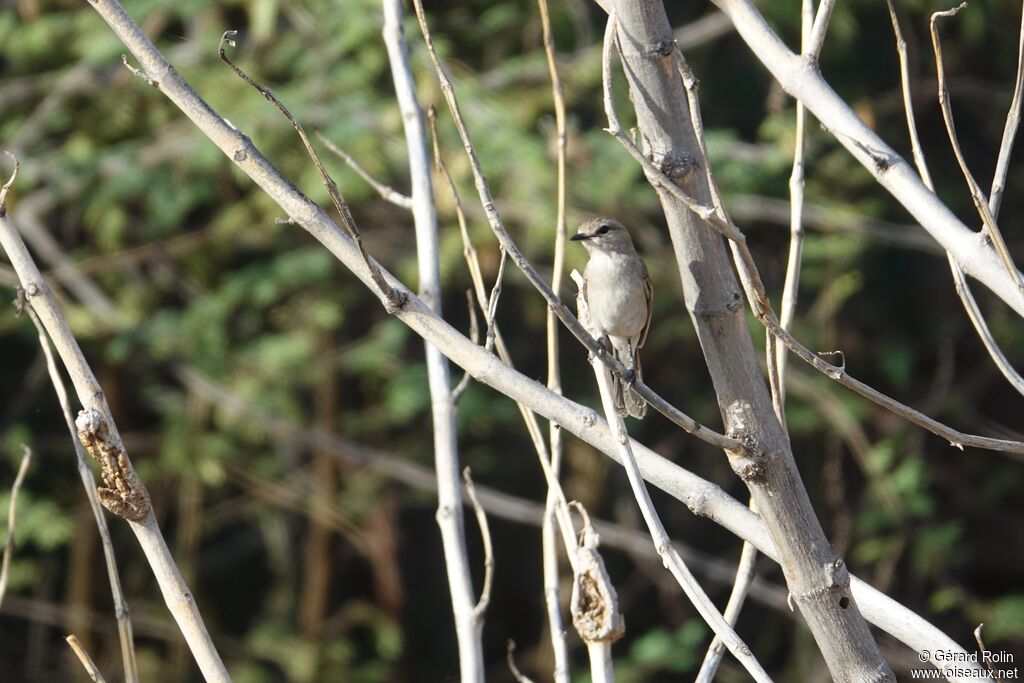 African Grey Flycatcher