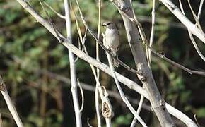 African Grey Flycatcher