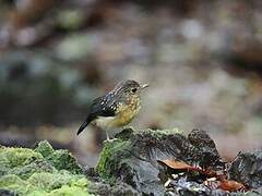 Dayak Blue Flycatcher