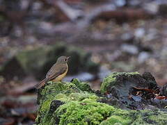 Dayak Blue Flycatcher