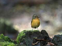 Dayak Blue Flycatcher