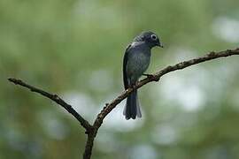 White-eyed Slaty Flycatcher