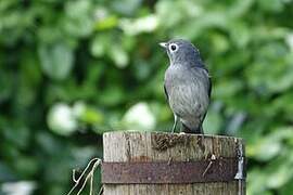 White-eyed Slaty Flycatcher