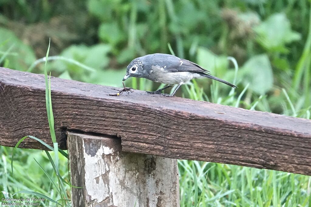 White-eyed Slaty Flycatcher