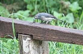 White-eyed Slaty Flycatcher