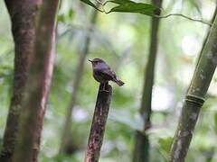 Snowy-browed Flycatcher