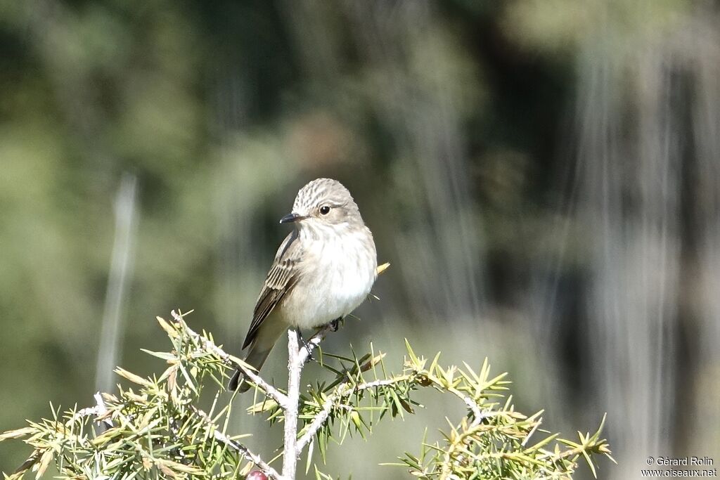 Spotted Flycatcher