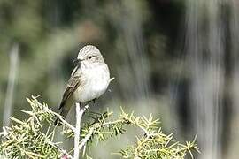 Spotted Flycatcher