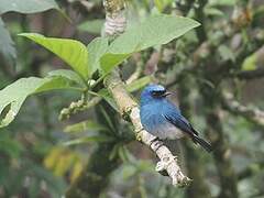 Indigo Flycatcher