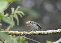 Little Pied Flycatcher