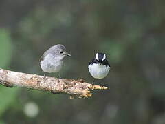 Little Pied Flycatcher