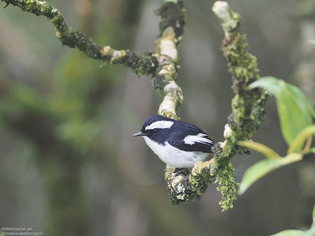 Little Pied Flycatcher male