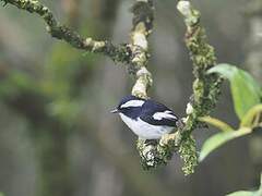Little Pied Flycatcher