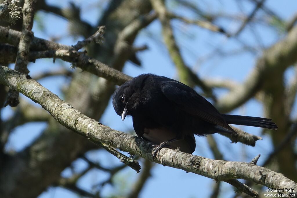 Southern Black Flycatcher