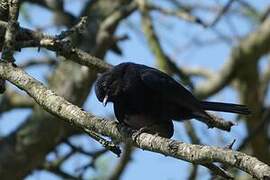 Southern Black Flycatcher