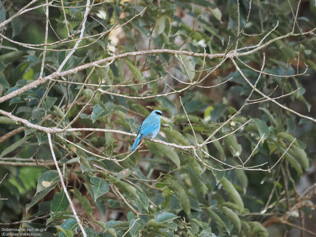 Verditer Flycatcher