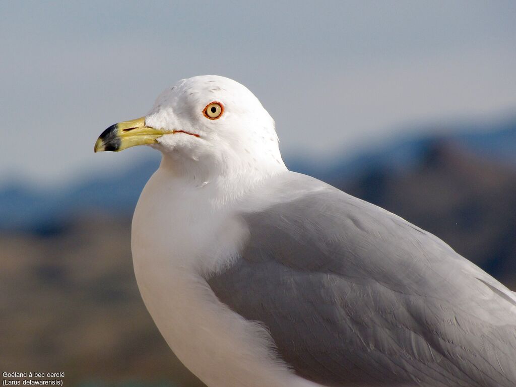 Ring-billed Gull