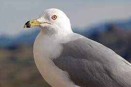 Ring-billed Gull