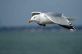 European Herring Gull