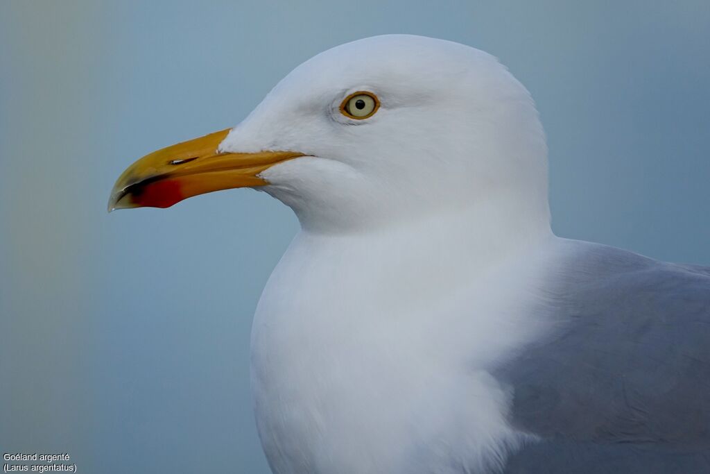 Goéland argentéadulte