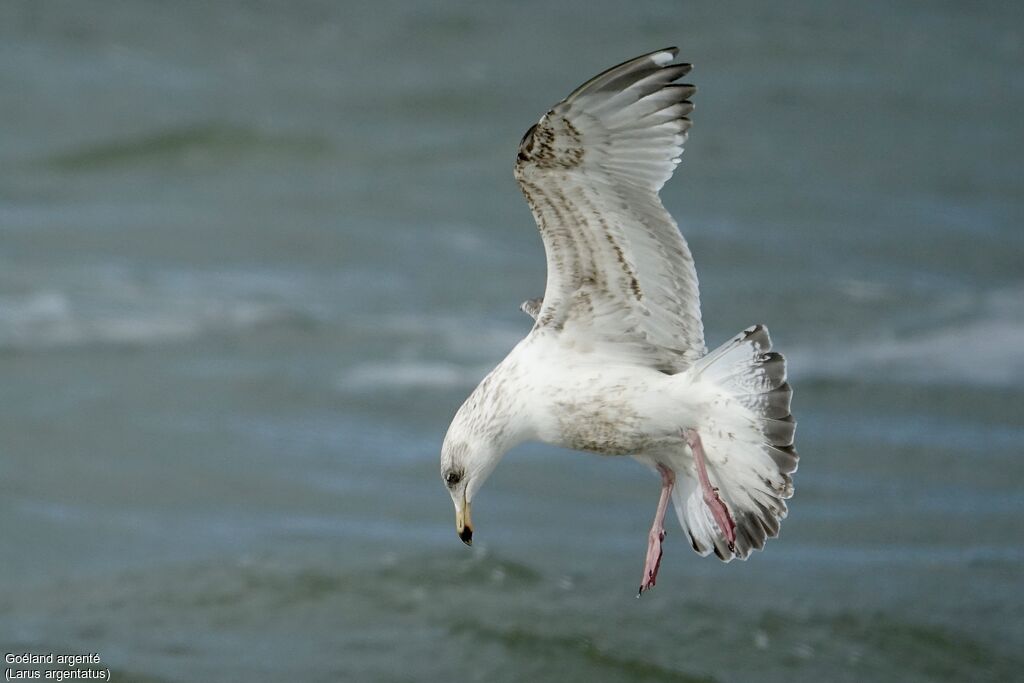 European Herring Gull