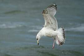 European Herring Gull