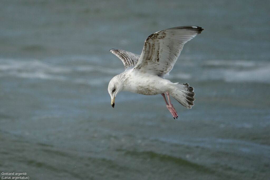 European Herring Gull