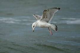 European Herring Gull