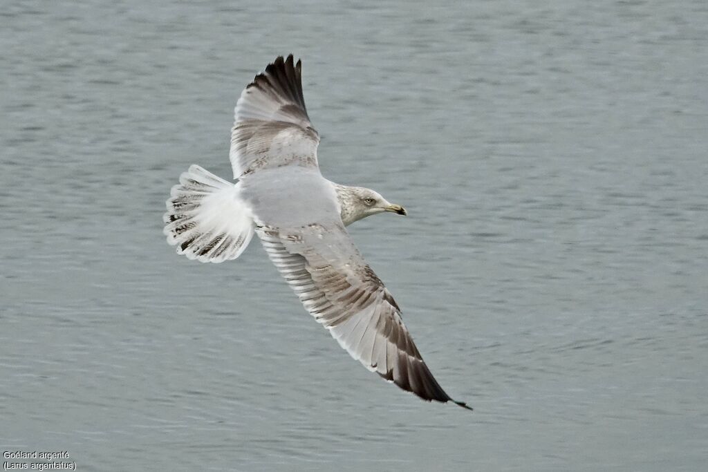 European Herring Gull