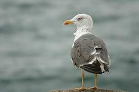 Lesser Black-backed Gull