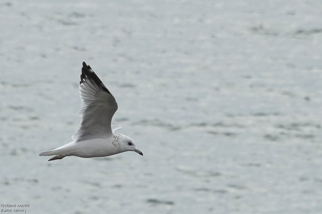 Common Gull