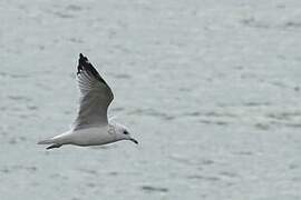 Common Gull