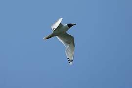 Pallas's Gull