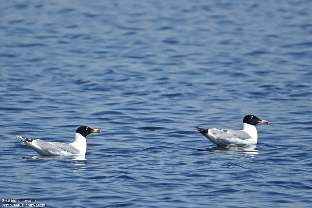 Pallas's Gull