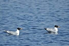 Pallas's Gull