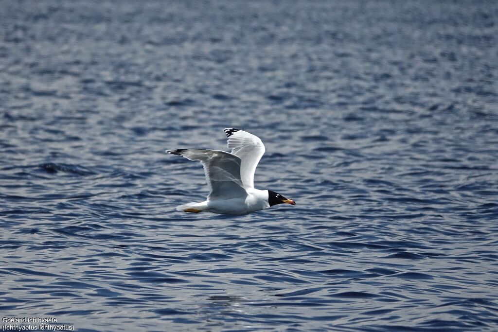 Pallas's Gull