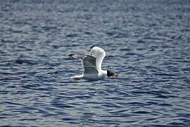 Pallas's Gull