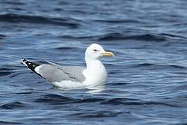 Yellow-legged Gull