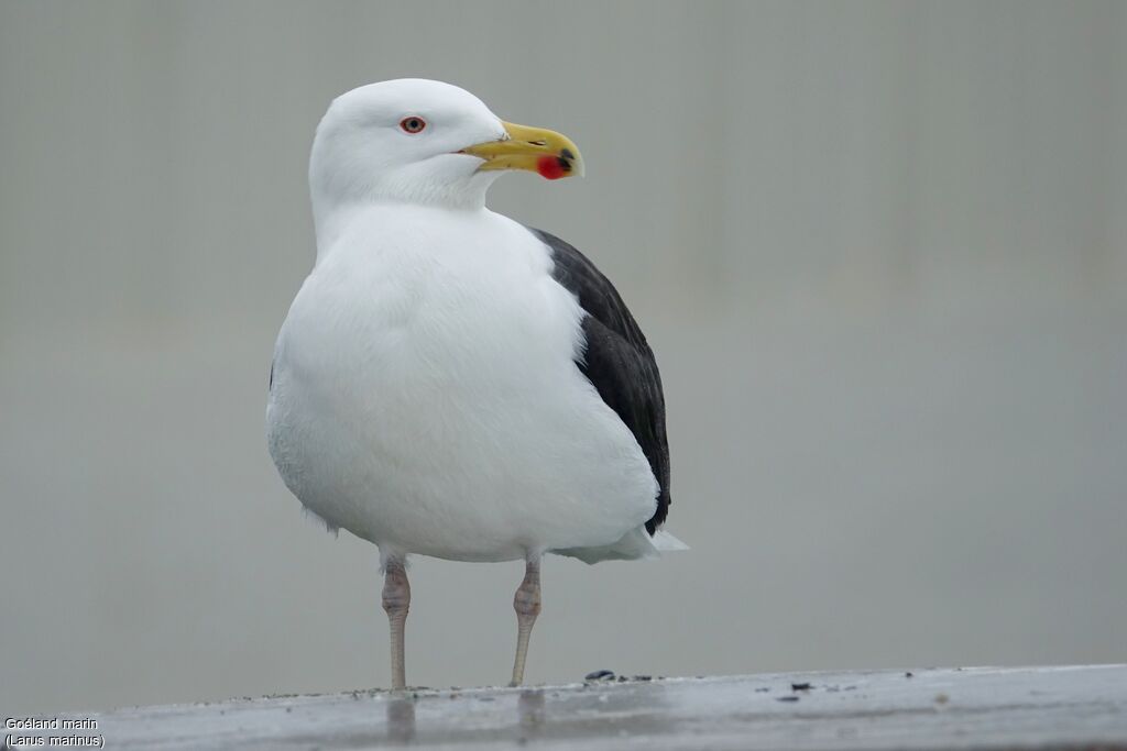 Goéland marinadulte