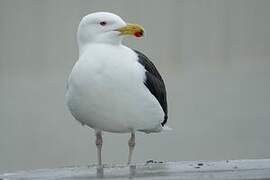 Great Black-backed Gull