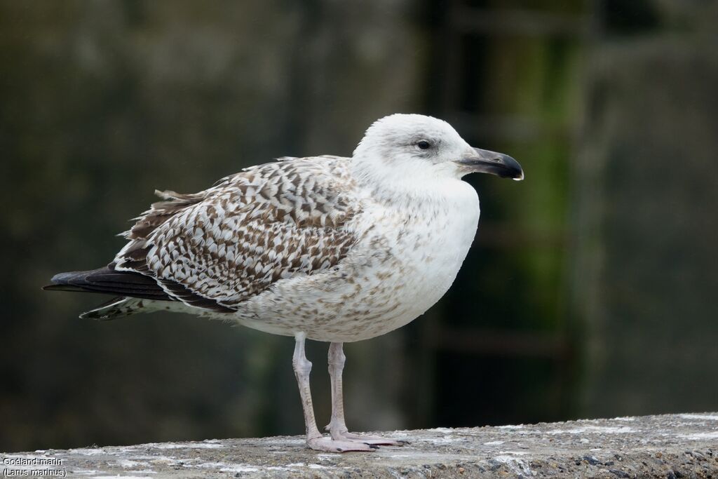 Great Black-backed GullFirst year