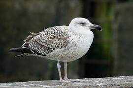 Great Black-backed Gull